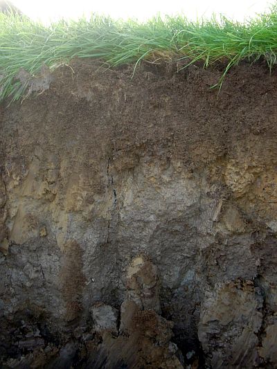 Reference soil Netherlands 46: Gleysol | ISRIC World Soil Museum